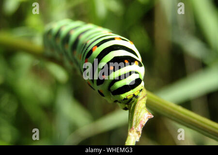 Papillon À Queue D'Allowtail Caterpillar (Papilio Machaon) Banque D'Images