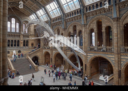 Londres, Royaume-Uni - Mai 24, 2018 : Musée d'Histoire Naturelle, squelette de rorqual bleu. Banque D'Images