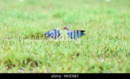 À tête grise, talève sultane talève sultane Porphyrio ou poliocephalus, deux oiseaux qui sont en paire ses plumes sont bleu à nourrir dans la prairie en Tha Banque D'Images