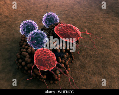 T-lymphocytes colonie attaque de champignons, les lymphocytes et les phagocytes colonie attaque de champignons, virus et de macrophages Banque D'Images