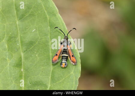 Sésie chrysidiforme Pyropteron Fiery () sur l'oseille, Kent, Angleterre Banque D'Images