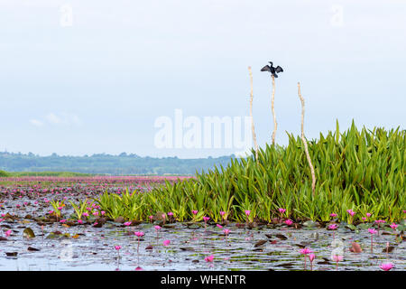 Peu de cormoran ou Turdus niger est un oiseau aux couleurs noir, perché sur une souche d'arbre et de l'ampleur au cours de l'étang de lotus à Thale Noi Wat Banque D'Images