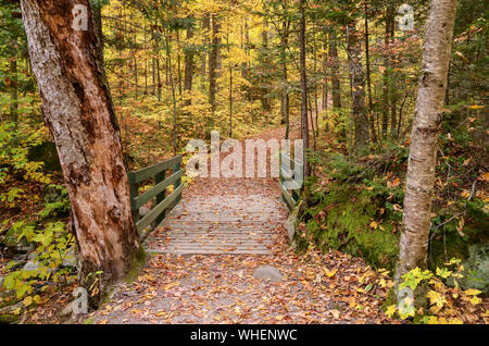 Chemin de randonnée dans le Parc National du Mont-Tremblant, aux couleurs de l'automne, au Québec, Canada. Banque D'Images