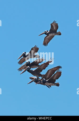 Pelican (Pelecanus thagus péruvien) adultes en vol Valparaiso, Chili Janvier Banque D'Images