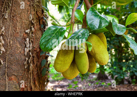 Jackfruit tree avec de gros fruits mûrs pour l'Inde Banque D'Images