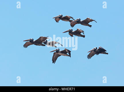 Pelican (Pelecanus thagus péruvien) adultes en vol Valparaiso, Chili Janvier Banque D'Images