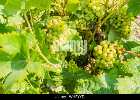 Grappe de raisins dans la vigne Banque D'Images