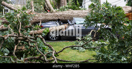 Une voiture est brisé lorsqu'un arbre tombe au cours d'un orage d'été. Banque D'Images