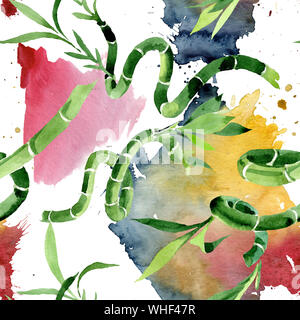 Draceana Sanderiana vert. Contexte aquarelle illustration set. Motif de fond transparent. Banque D'Images