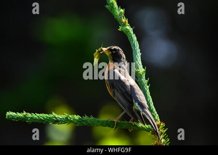 Les oiseaux du Canada une sauterelle dans un parc national. Banque D'Images