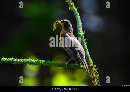 Les oiseaux du Canada une sauterelle dans un parc national. Banque D'Images