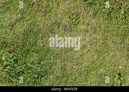 Patch de l'herbe verte pelouse ou vues de dessus, à l'arrière-plan de l'herbe Banque D'Images