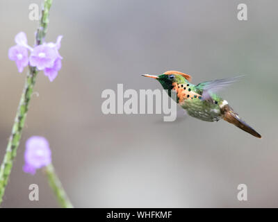 (Lophornis ornatus Coquette touffetées) Banque D'Images