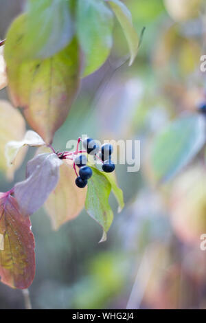 Petits fruits secs noirs sur fond de feuilles fanées de raisins sauvages, selective focus Banque D'Images