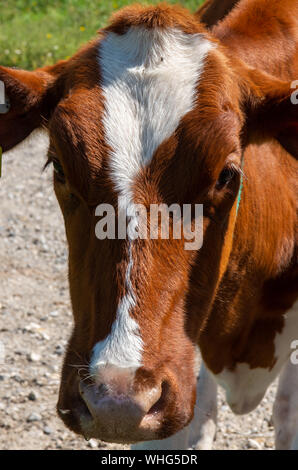 Libre d'une vache brune visage Banque D'Images