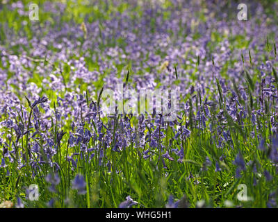 Un patch violet parfumé de soleil vivement bluebells (Hyacinthoides non-scripta) croissant dans une clairière herbeuse en Cumbria, Angleterre, Royaume-Uni Banque D'Images