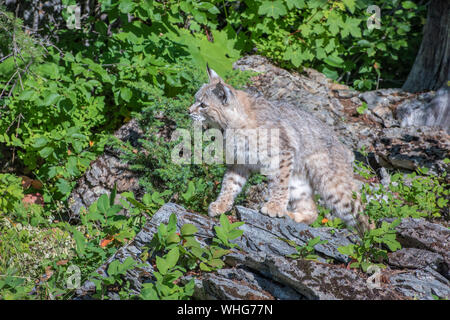 Bobcat perché au sommet des rochers près de l'Orée du Bois Banque D'Images