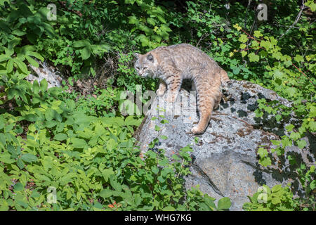 Bobcat perché au sommet des rochers près de l'Orée du Bois Banque D'Images