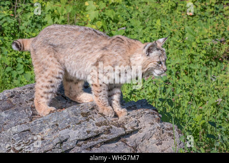 Bobcat perché au sommet des rochers près de l'Orée du Bois Banque D'Images