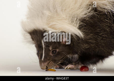 Hog-nosed Skunk Portrait, isolé sur fond blanc Banque D'Images