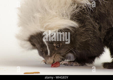 Hog-nosed Skunk Portrait, isolé sur fond blanc Banque D'Images