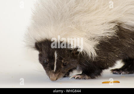 Hog-nosed Skunk Portrait, isolé sur fond blanc Banque D'Images