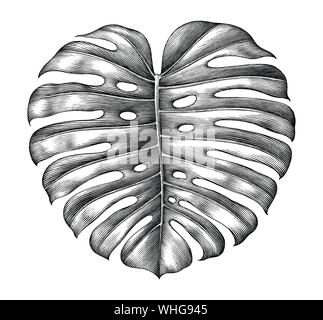 Le fromage suisse le dessin à la main des feuilles de style vintage art clip noir et blanc isolé sur fond blanc,des feuilles des plantes tropicales par l'encre de dessin Illustration de Vecteur