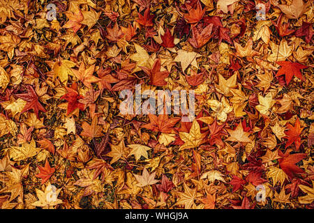 Automne érable japonais multicolore des feuilles sèches sur le sol naturel organique texture pattern Banque D'Images