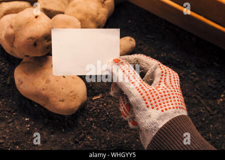 Producteur de pommes de terre biologiques holding blank business card mock up au-dessus de tas de tubercules fraîchement récolté Banque D'Images