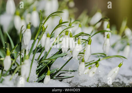 Perce-neige (UK) dans la neige. Banque D'Images