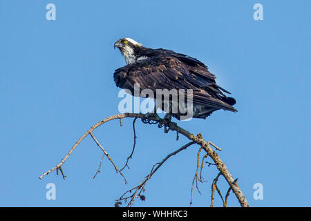 Un balbuzard est perché sur une branche sur une journée claire à la recherche de poisson par Hayden Lake dans le nord de New York, USA Banque D'Images