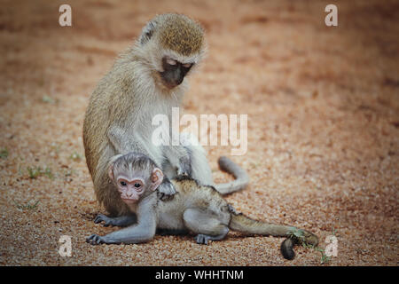 Mère et son bébé singe monkey au Kenya, l'Afrique, le Masai Mara Banque D'Images