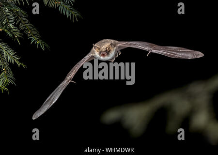 Flying bat la chasse en forêt. De Natterer (Myotis nattereri) est présente dans la majeure partie du continent de l'Europe, régions du Proche-Orient et de l'Afri Banque D'Images