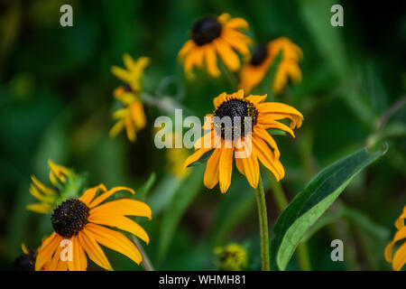 Cône jaune fleur Banque D'Images