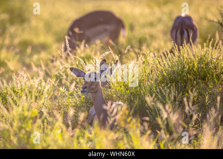 Impala (Aepyceros melampus) reposant dans la lumière du matin dans l'herbe eary savane du parc national Kruger en Afrique du Sud Banque D'Images