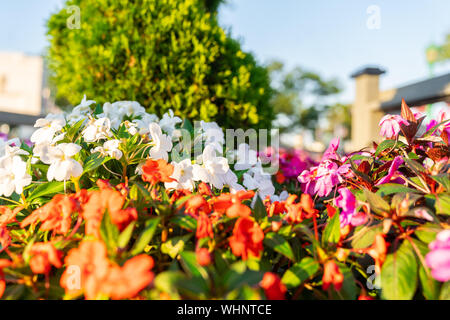 Jardin floral de Rye New York. Banque D'Images