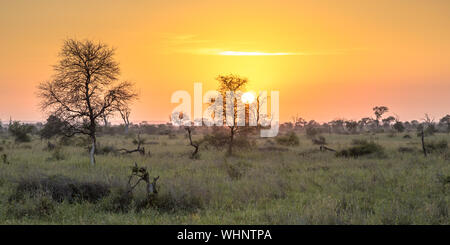 Le lever du soleil sur la savane dans le parc national Kruger en Afrique du Sud Banque D'Images