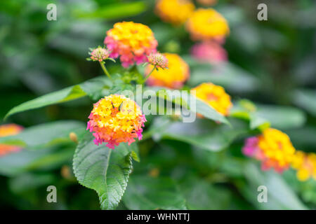 Portrait of Clustered Lantana camara de fleurs. Banque D'Images