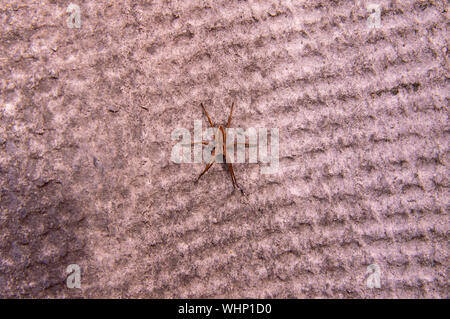 Texture - l'araignée se trouve dans le centre de la feuille en ardoise, il y a un endroit pour remplir Banque D'Images