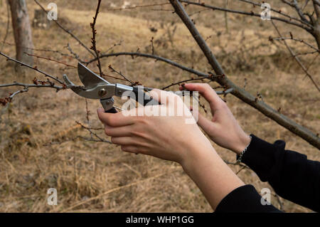 L'émondage des arbres dans le jardin - la main de l'homme avec des cisailles tout en travaillant Banque D'Images