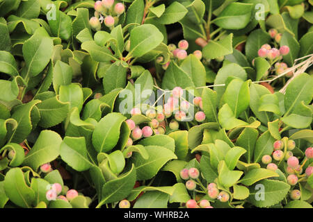 Myrica cerifera - sud wax myrtle est une plante indigène d'Amérique du Nord Banque D'Images