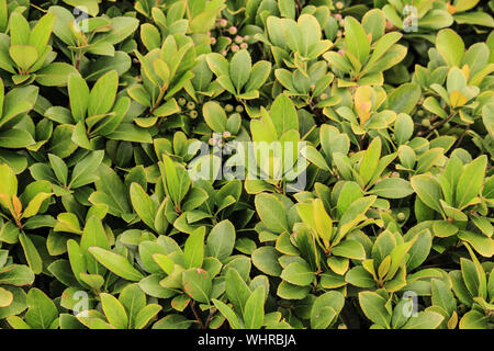 Myrica cerifera - sud wax myrtle est une plante indigène d'Amérique du Nord Banque D'Images