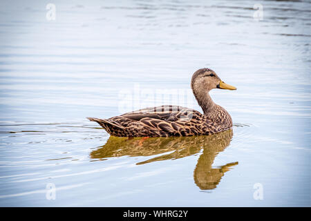 Canard colvert femelle passe le tour de Green Cay Wetlands Banque D'Images