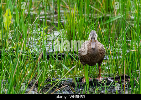 Canard tacheté dans les marais du sud de la floride Banque D'Images