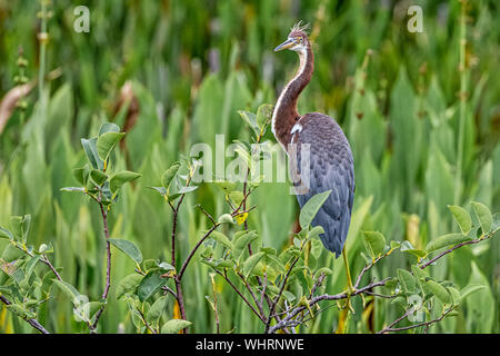 Juvenile Aigrette tricolore perché sur un buisson Banque D'Images