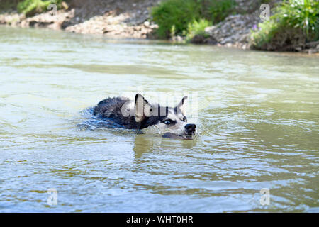 Husky de Sibérie baignade dans la rivière. Un close up Banque D'Images