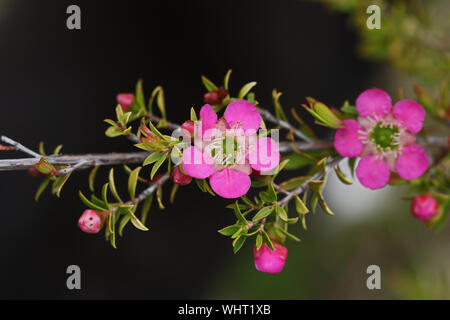 Plante en fleurs de manuka Leptospermum scoparium Latin appelé aussi l'arbre de thé ou myrtle originaire de Nouvelle-Zélande et où les abeilles se nourrissent du miel de manuka pour faire Banque D'Images