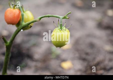 Les tomates non mûres avec des gouttes de pluie sur une journée nuageuse close up Banque D'Images