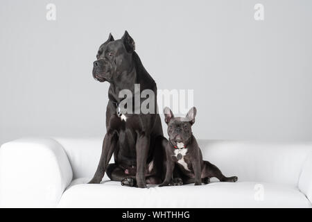 Cane Corso italiano et bouledogue français amis sur un canapé en cuir blanc assis dans Mignon pose Banque D'Images