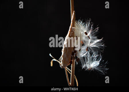 L'asclépiade commune (Asclepias syriaca) pod avec les graines sur fond noir Banque D'Images